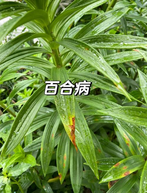 百合花叶子发黄是怎么回事?原因分析与解决方案 预防措施