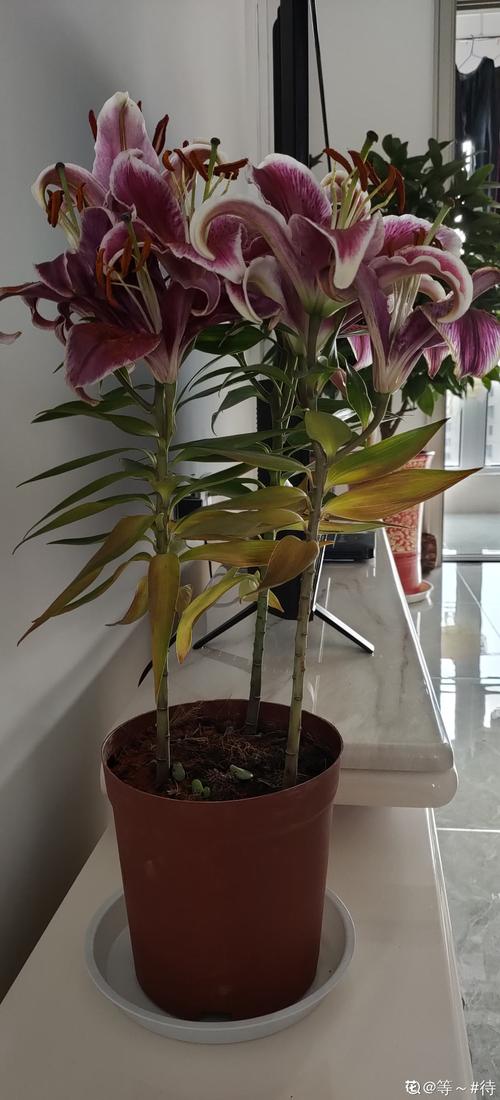 百合花叶子发黄是怎么回事?原因分析与解决方案 常见误区