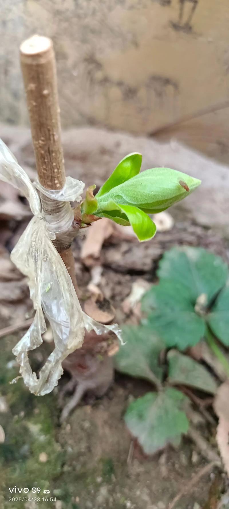 柿子树不能嫁接李子树:核心原因是科属亲缘关系过远,嫁接必败 常见失败案例诊断:新手错误嫁接的典型表现