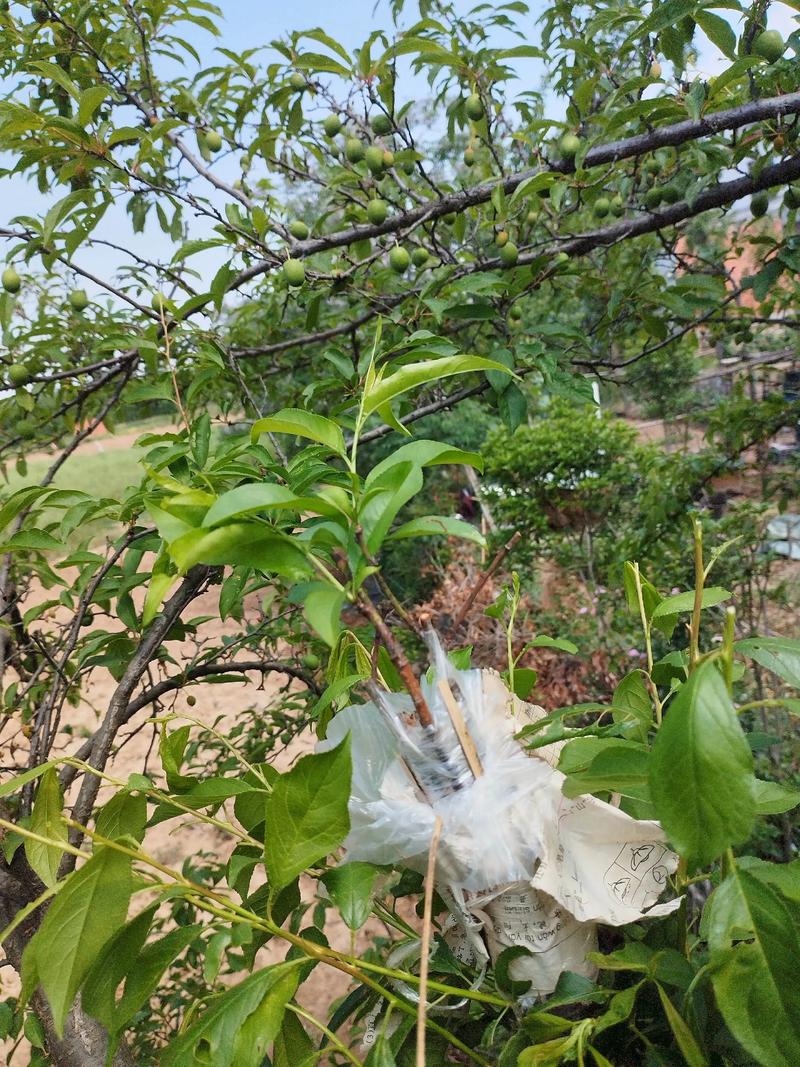 柿子树不能嫁接李子树:核心原因是科属亲缘关系过远,嫁接必败 柿子树正确的嫁接方案:必须在同科属内选择