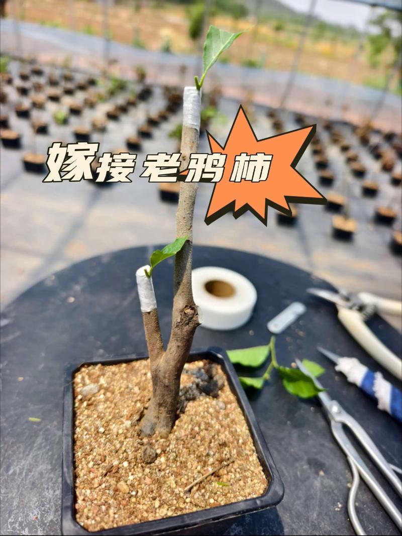 柿子树不能嫁接李子树:核心原因是科属亲缘关系过远,嫁接必败 总结:嫁接必须遵循科学,不可跨越科属界限