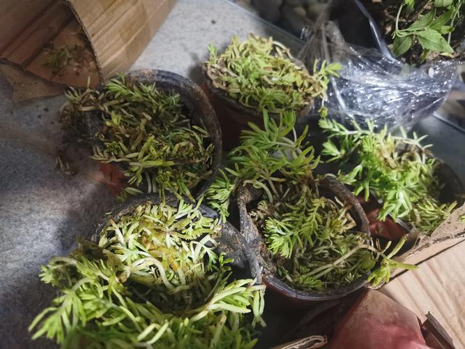 佛甲草四季常青吗?答案并非绝对,地域性差异是关键 适种区域与慎种过渡区