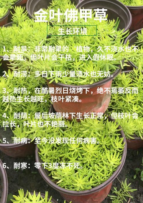 佛甲草四季常青吗?答案并非绝对,地域性差异是关键 常见误区纠正