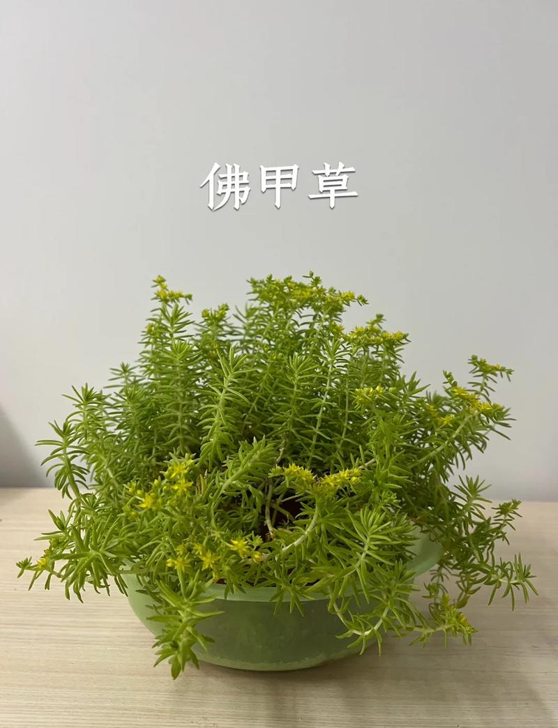 佛甲草四季常青吗?答案并非绝对,地域性差异是关键 结论