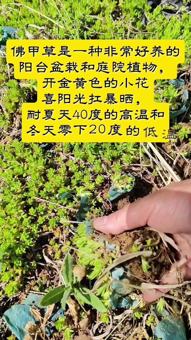 佛甲草四季常青吗?答案并非绝对,地域性差异是关键 佛甲草养护要点总结(草坪地被场景)