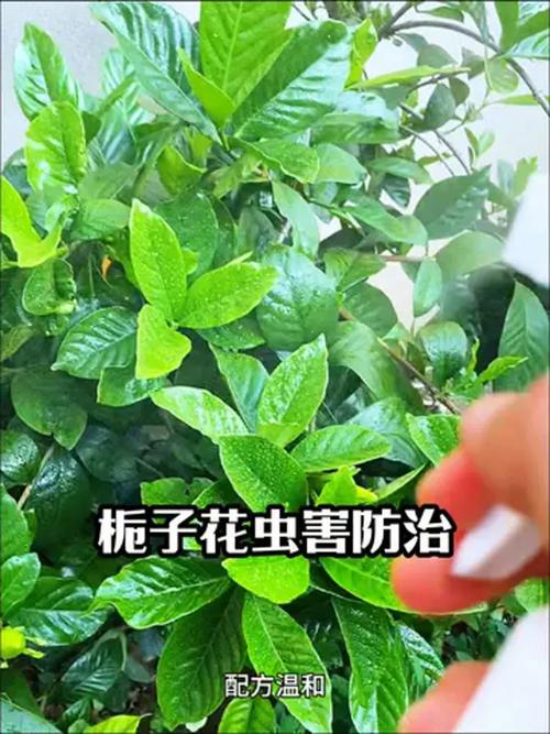 栀子花有了蚜虫怎么办?教你三步彻底清除,叶片油绿花苞多 第二步:合理用药,安全高效根治