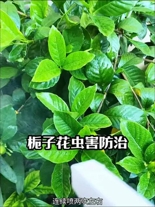 栀子花有了蚜虫怎么办?教你三步彻底清除,叶片油绿花苞多 第三步:日常养护,防止蚜虫卷土重来