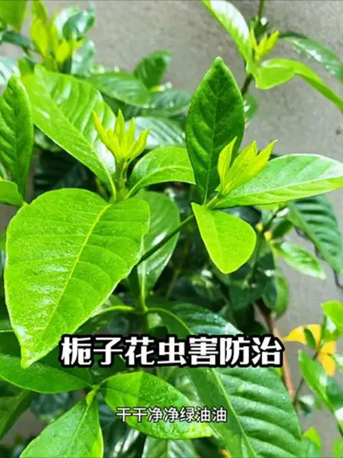 栀子花有了蚜虫怎么办?教你三步彻底清除,叶片油绿花苞多 一个特别提醒:别用“偏方”