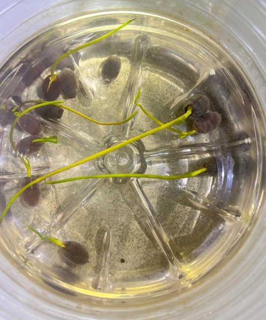 睡莲种子水培种植方法：从破壳到成盆的实操指南