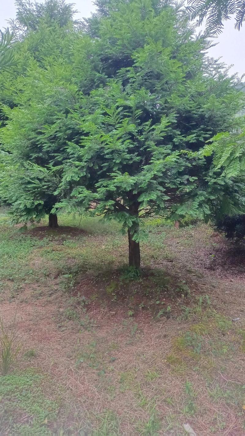 红豆杉公树与母树的六大区别:从外观到养护的全方位对比 维度解析