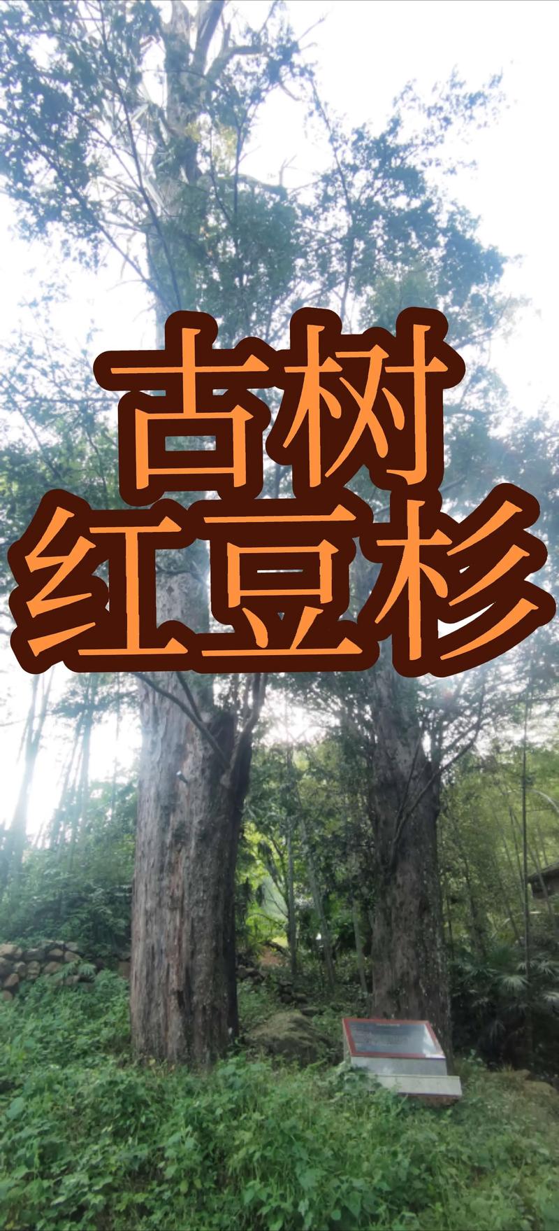 红豆杉公树与母树的六大区别:从外观到养护的全方位对比 场景化选择建议