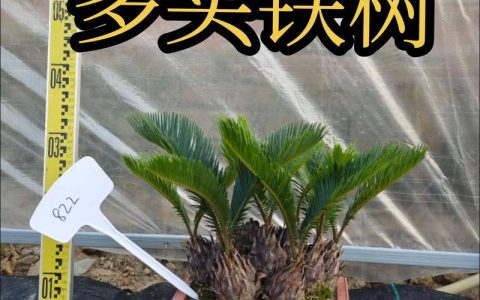 铁树家养一般养几棵好？家庭数量与风水摆放全攻略