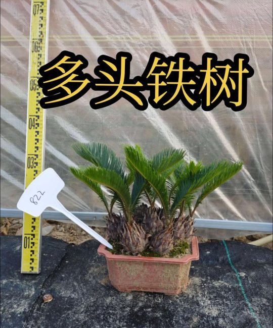 铁树家养一般养几棵好？家庭数量与风水摆放全攻略