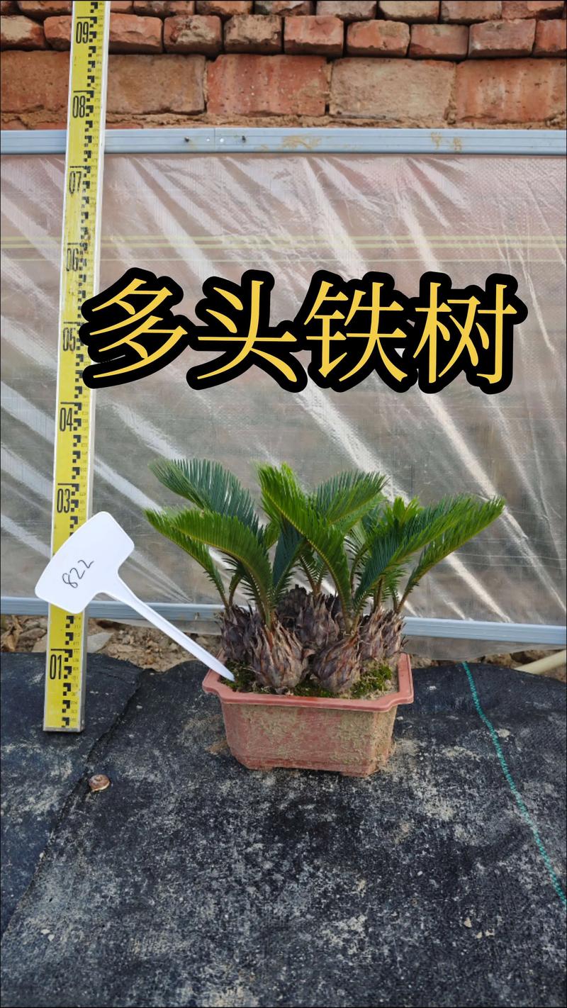 铁树家养一般养几棵好?家庭数量与风水摆放全攻略 铁树家养一般养几棵好?家庭数量与风水摆放全攻略