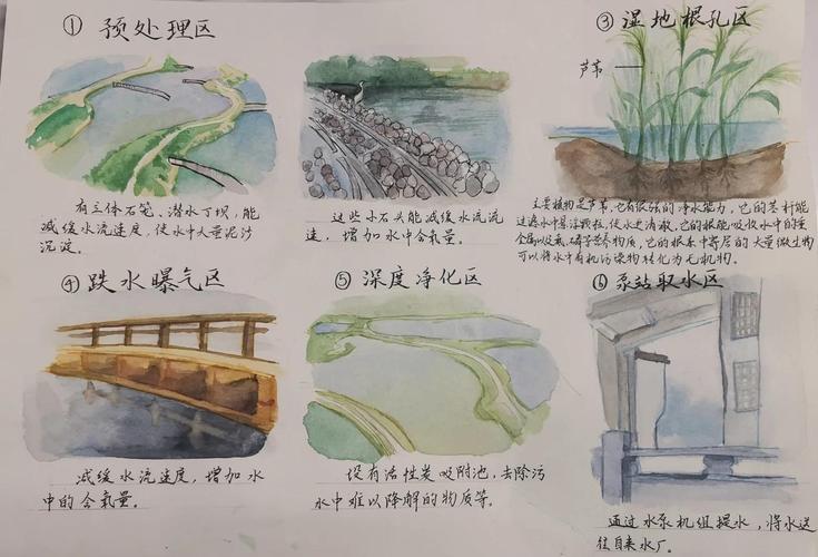 苦草在水景生态中的核心作用:净化机理与池塘河道配置指南 越冬与休眠管理:如何让苦草安全过冬?