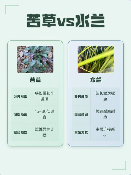 苦草在水景生态中的核心作用:净化机理与池塘河道配置指南 景观配置的层次规则:苦草在水景中的搭配方式