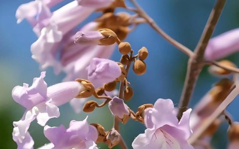 梧桐树在哪个季节开花？详解花期、果期及养护要点