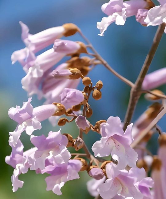 梧桐树在哪个季节开花？详解花期、果期及养护要点