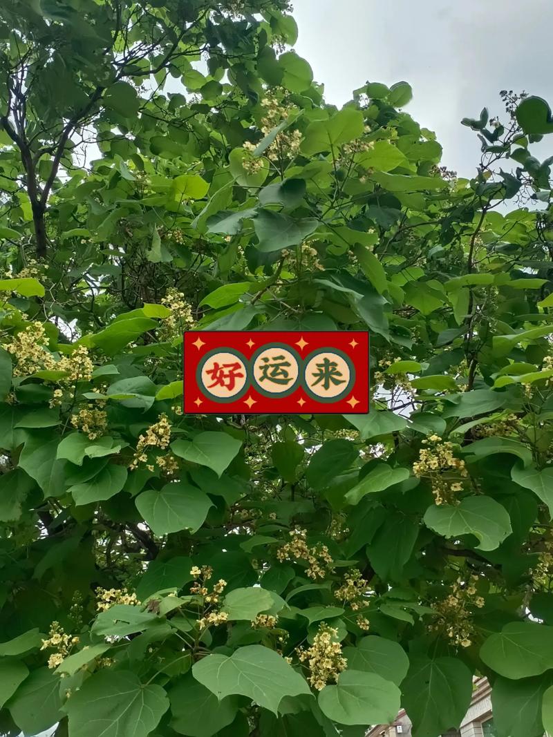 梧桐树在哪个季节开花?详解花期、果期及养护要点 不开花不结果常见原因与解决