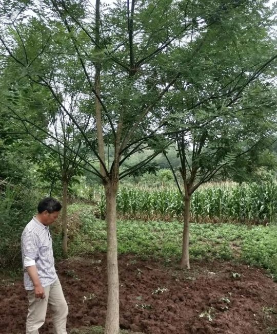 国槐树树苗价格全解析：多少钱一棵？