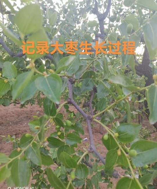枣树什么时间种植？最佳种植时间与完整栽培指南