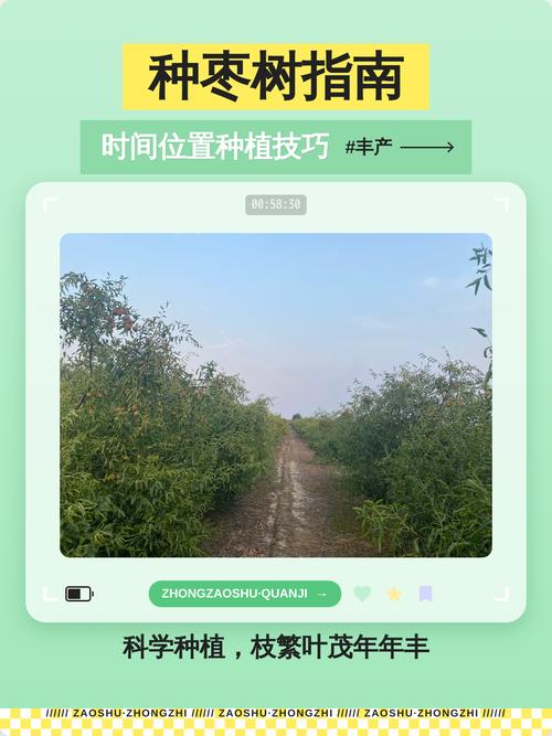五、栽植深度控制