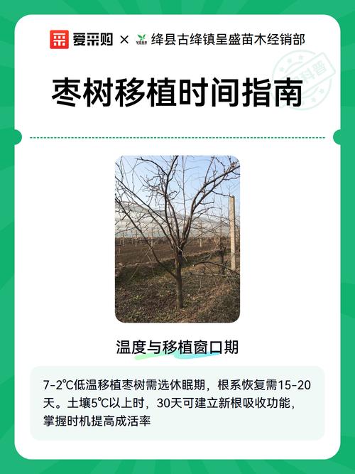 六、浇定根水实操