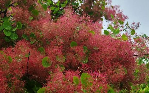 黄栌是什么植物——秋叶红透的“烟树”全解析