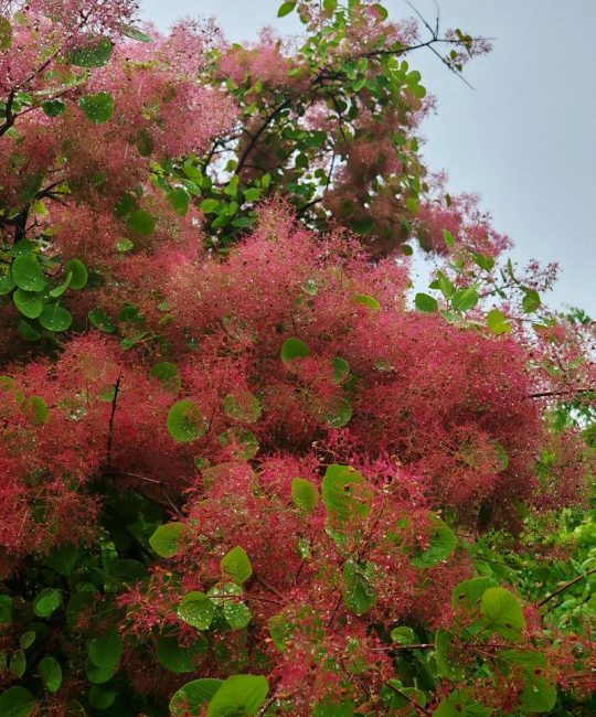 黄栌是什么植物——秋叶红透的“烟树”全解析