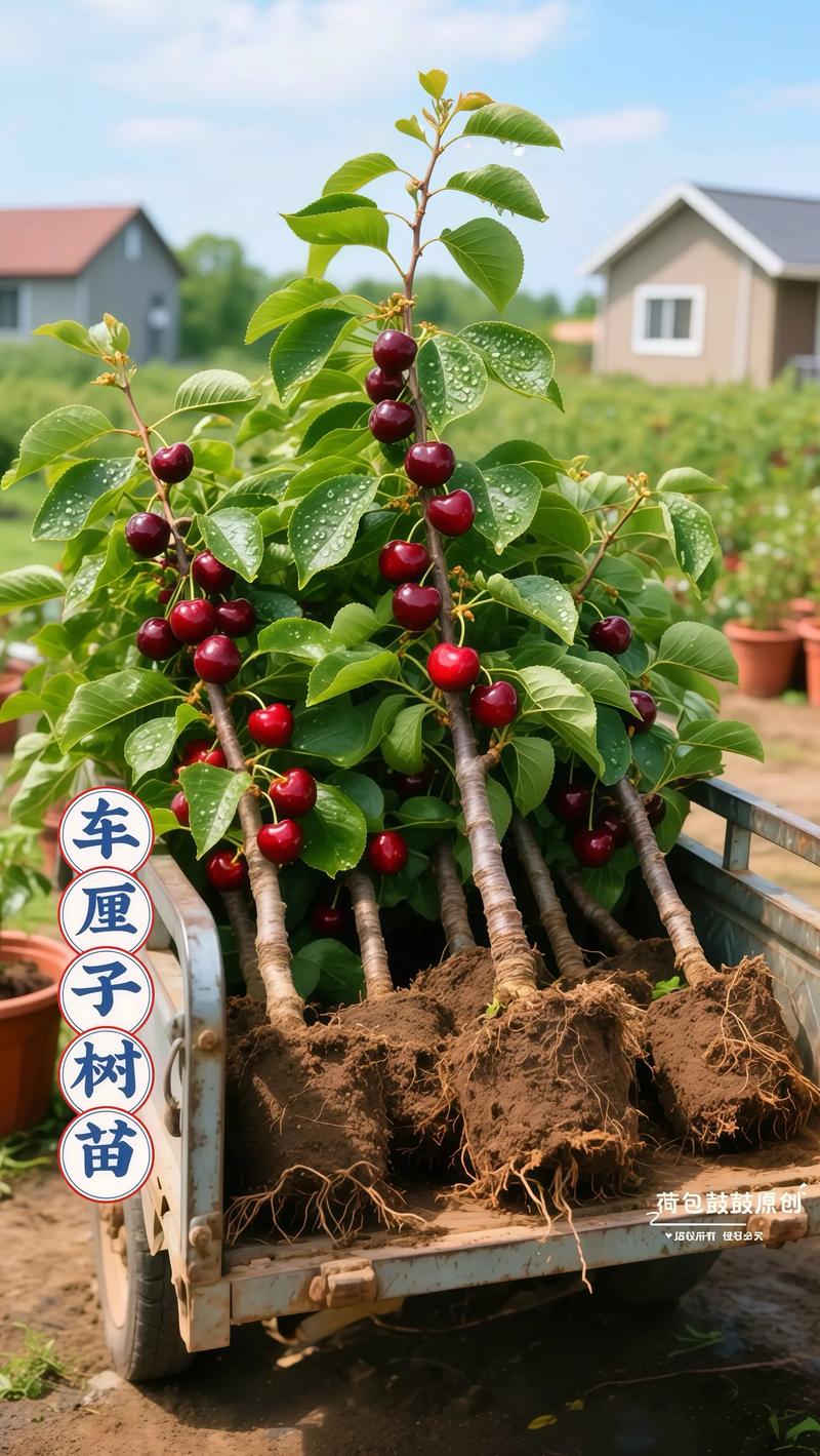 野樱桃树能嫁接什么树?首选甜樱桃与酸樱桃,亲和力高且结果早 采购嫁接苗时嫁接口质量的判断标准
