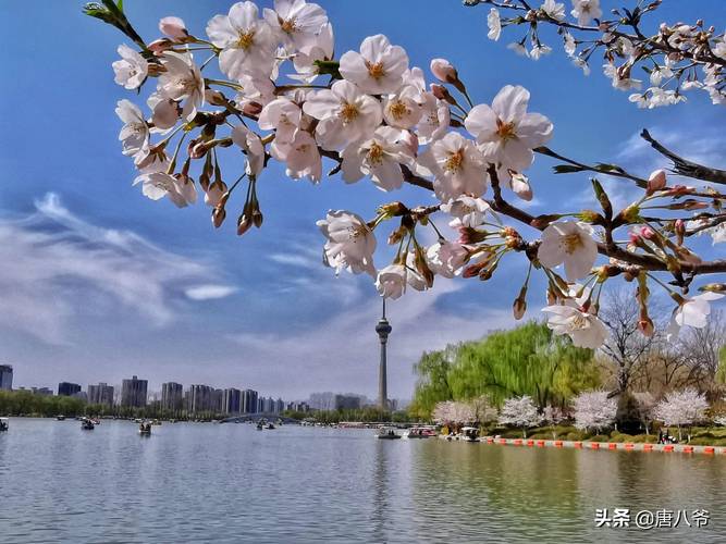 柳树分多少种?带你走进千姿百态的柳树世界 二、 常见柳树品种分类与鉴赏