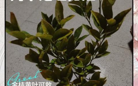 橘子树叶子发黄怎么办？家庭园艺专家教你分步排查与对症施救