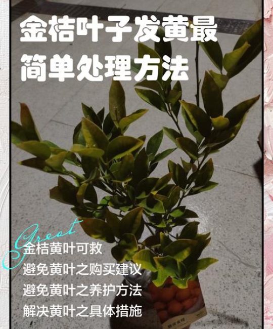 橘子树叶子发黄怎么办？家庭园艺专家教你分步排查与对症施救