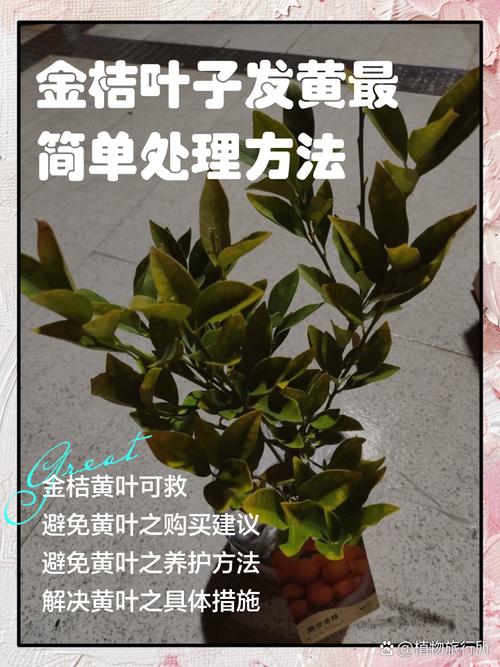橘子树叶子发黄怎么办?家庭园艺专家教你分步排查与对症施救 常见原因列表