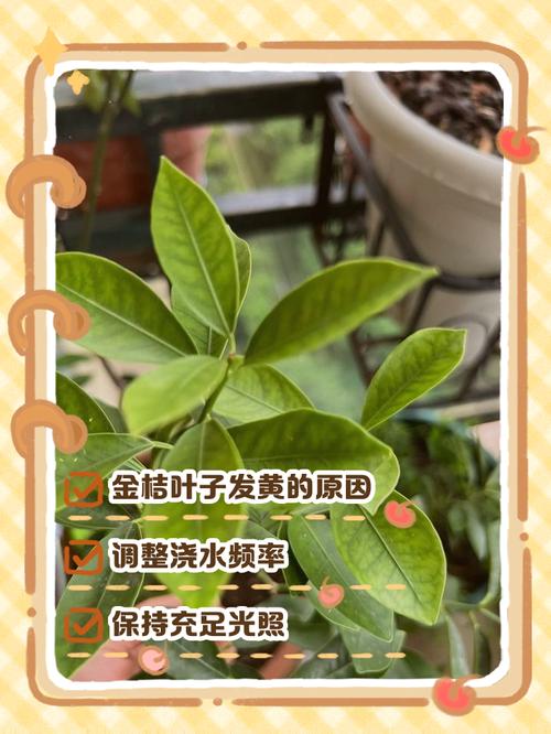 橘子树叶子发黄怎么办?家庭园艺专家教你分步排查与对症施救 处理办法