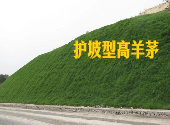 护坡种什么植物最好?工程绿化专家的分类选配与施工参数指南 六、栽后养护:分3个关键期管理