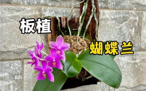 蝴蝶兰用水苔栽种全攻略：从泡水苔到缓苗成功，每一步都有标准