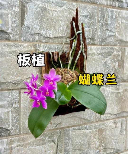 蝴蝶兰用水苔栽种全攻略：从泡水苔到缓苗成功，每一步都有标准