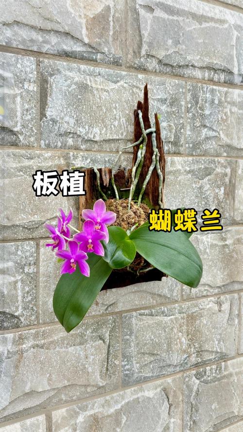 蝴蝶兰用水苔栽种全攻略:从泡水苔到缓苗成功,每一步都有标准 蝴蝶兰用水苔栽种全攻略:从泡水苔到缓苗成功,每一步都有标准