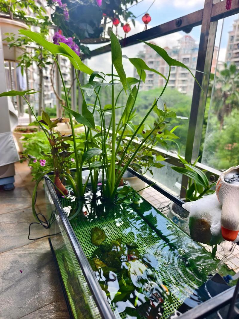 2. 湿生耐阴组合：铜钱草与青芋
