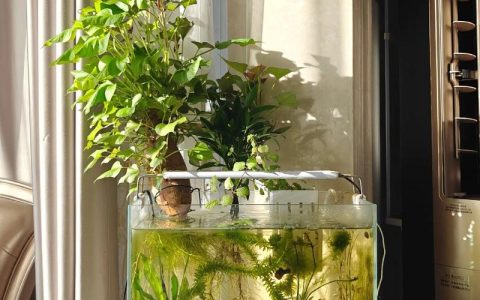 大缸里适合养什么植物？这5种让庭院瞬间高级起来