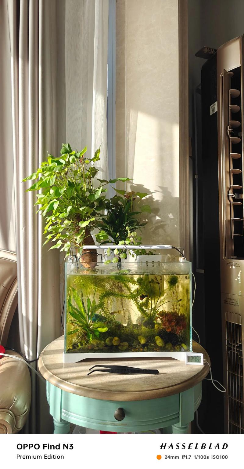 1. 纯净水景担当：荷花与睡莲