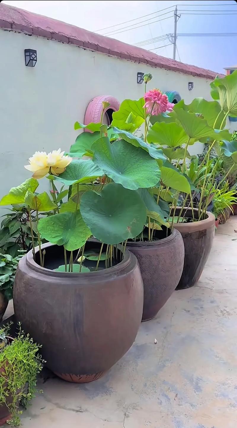 5. 组合拼栽技巧：打造微型水景