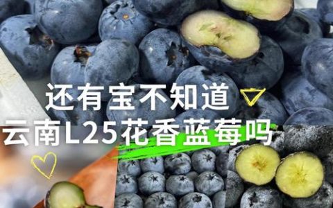 蓝莓L25品种优缺点全面解析：免套袋高产王的种植指南