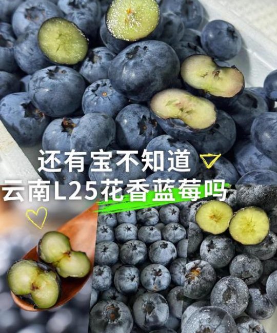 蓝莓L25品种优缺点全面解析：免套袋高产王的种植指南