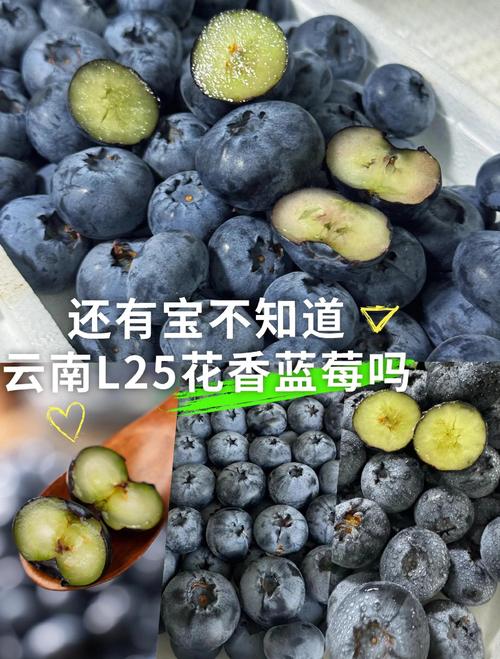 蓝莓L25品种优缺点全面解析:免套袋高产王的种植指南 蓝莓L25品种优缺点全面解析:免套袋高产王的种植指南
