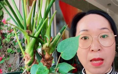 红掌黄叶怎么补救？4步精准诊断与养护指南