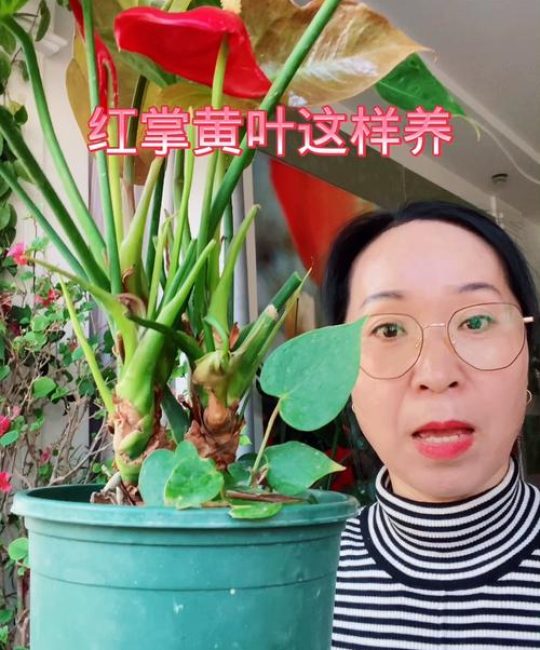 红掌黄叶怎么补救？4步精准诊断与养护指南