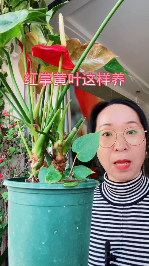 红掌黄叶怎么补救?4步精准诊断与养护指南 红掌黄叶怎么补救?4步精准诊断与养护指南