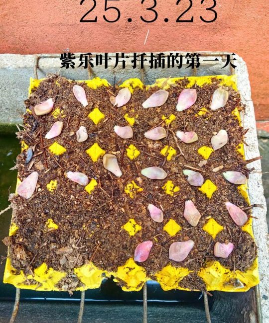 多肉叶片怎么放才生根发芽？正确放置姿势与成功率提升指南